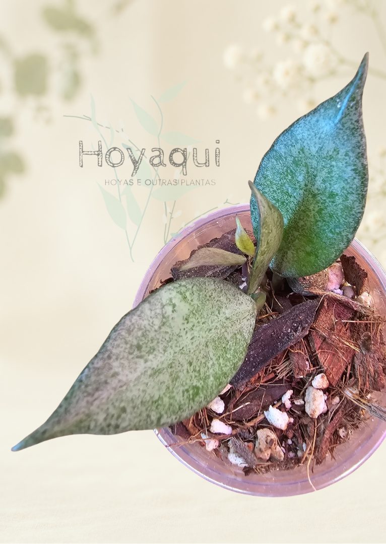 Hoya lacunosa 'Autumn Blush'