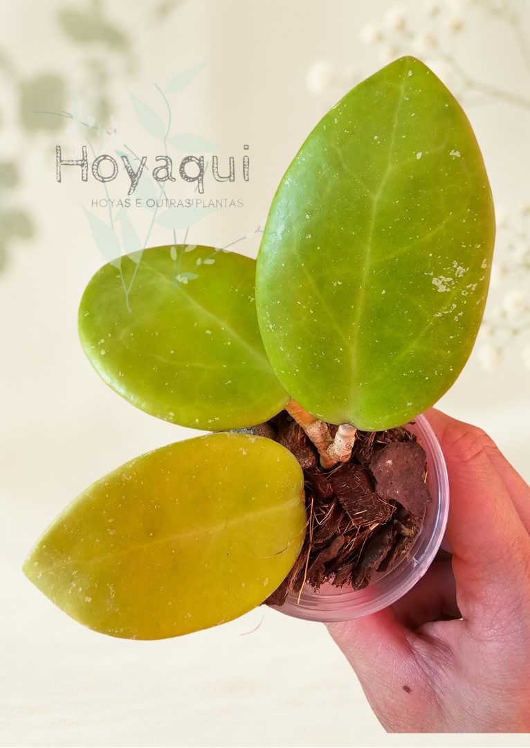 Hoya ‘Sweet Scent’ Hoya ‘Sweet Scent’