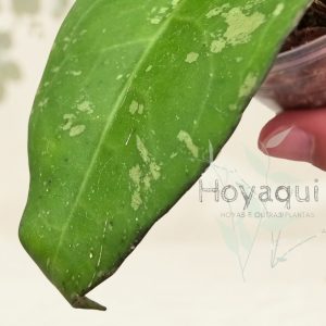 Hoya verticillata (splash)