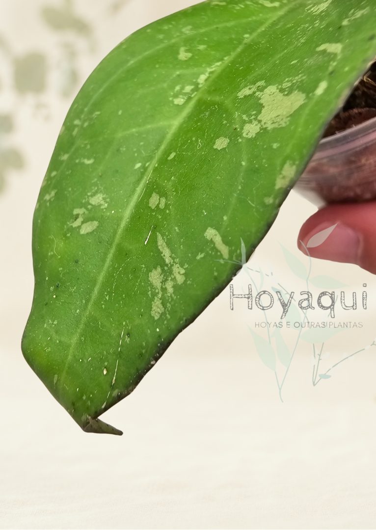 Hoya verticillata (splash)