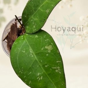 Hoya verticillata (splash)