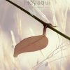 Hoya exilis