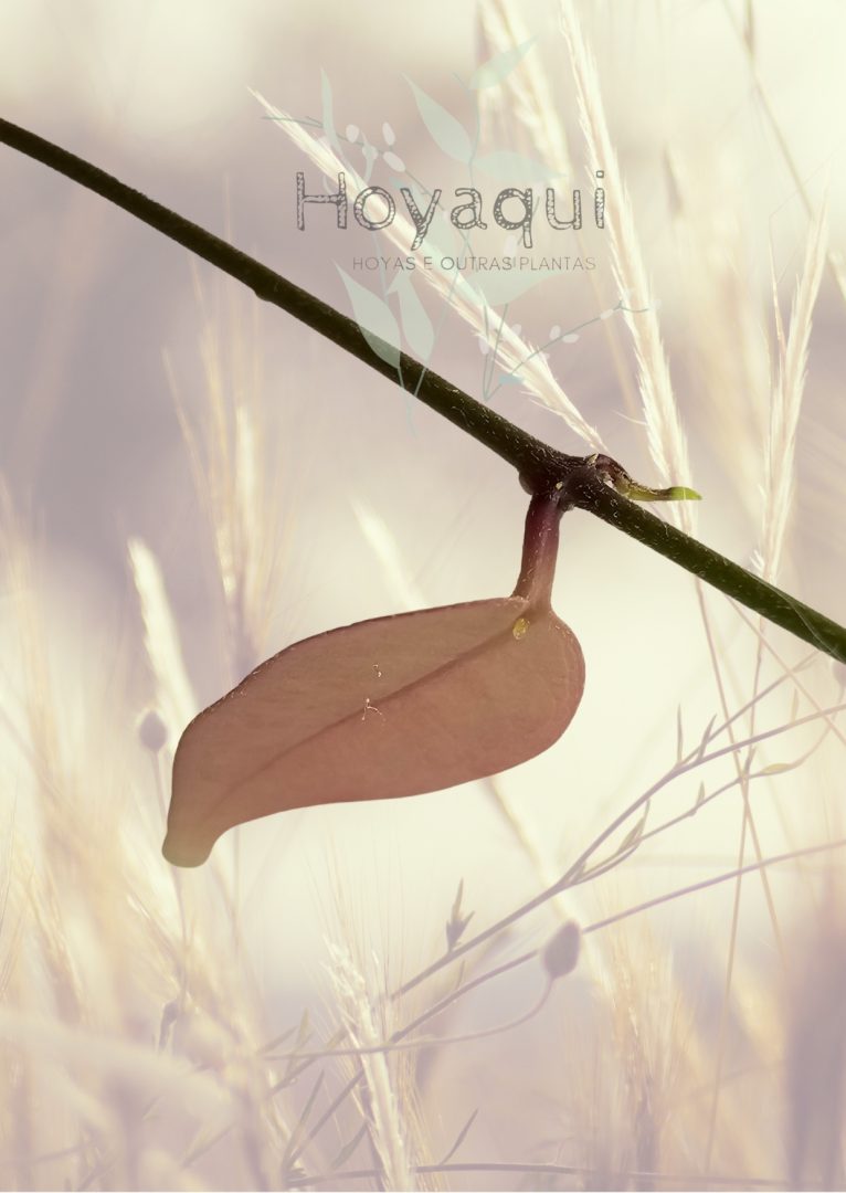 Hoya exilis Hoya exilis