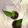 Hoya exilis
