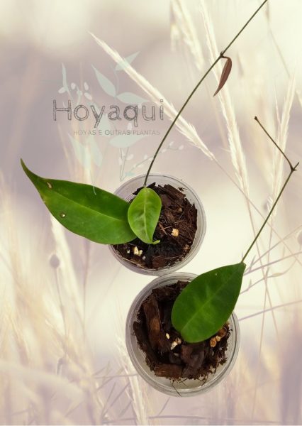 Hoya exilis