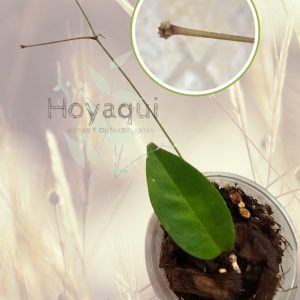 Planta 1