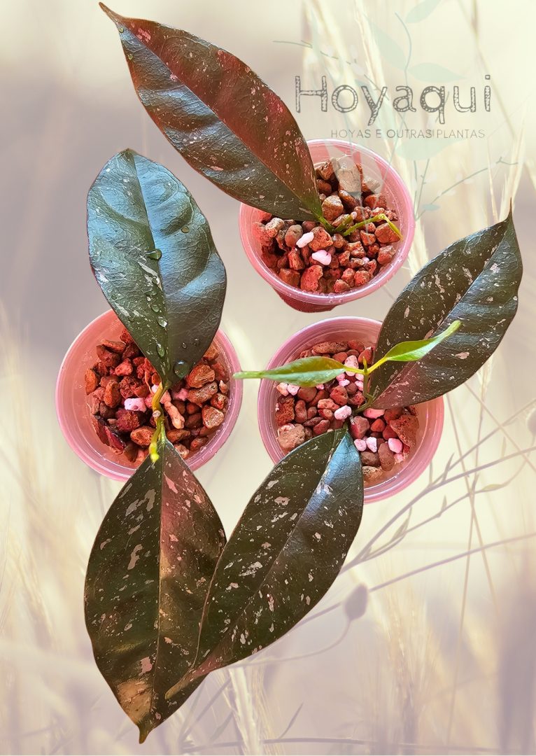 Hoya occultata (splash)