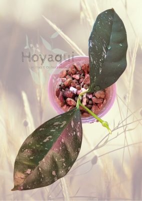 Hoya occultata (splash)
