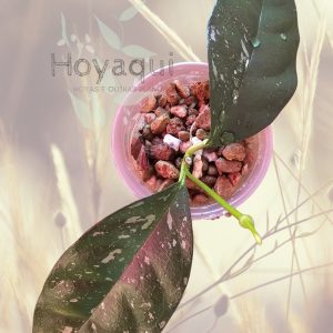 Planta 1