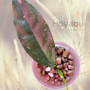 Planta 2