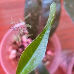 Hoya occultata (splash)