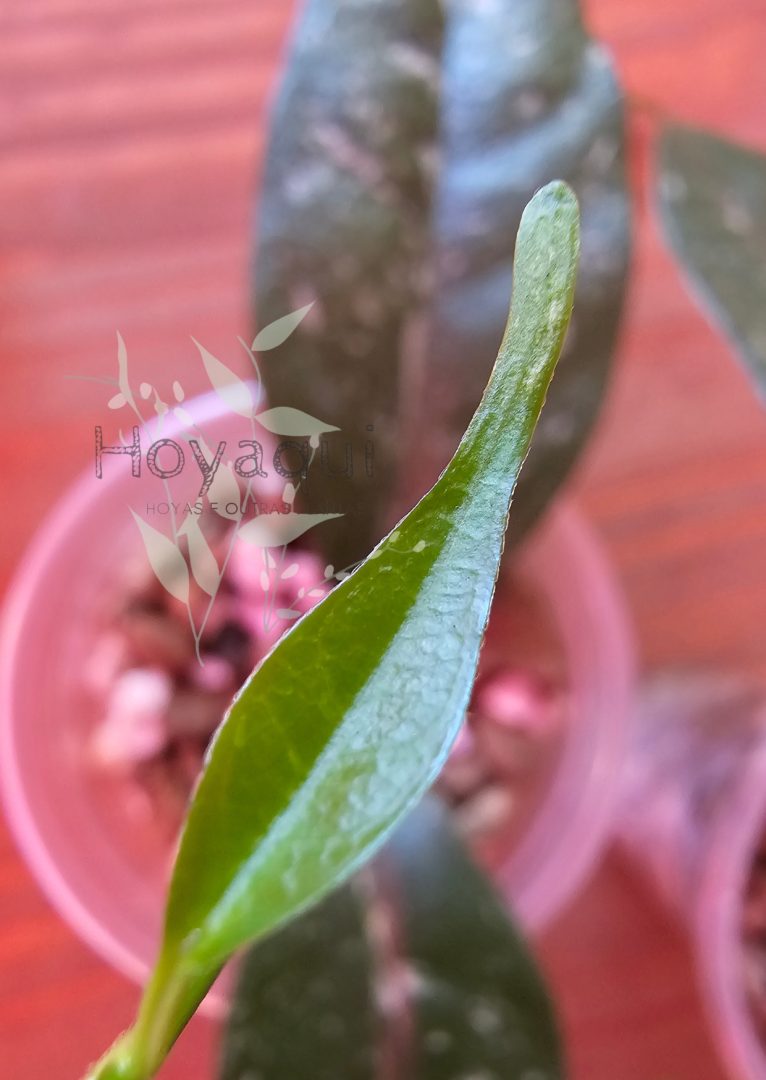 Hoya occultata (splash)