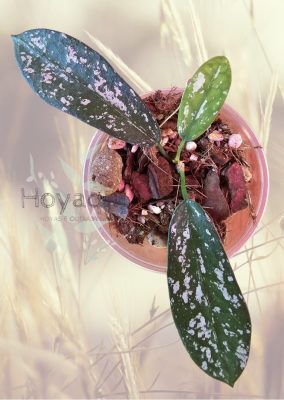 Hoya Sungwookii Splash (formerly sp. Hon Thom)