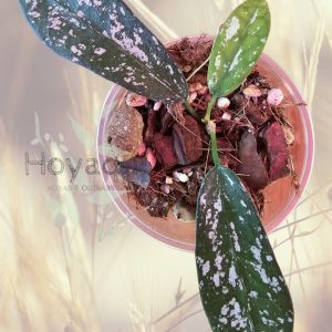 Hoya Sungwookii Splash (formerly sp. Hon Thom)