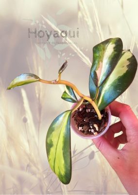 Hoya diversifolia ‘Maharani’