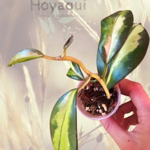 Hoya diversifolia ‘Maharani’