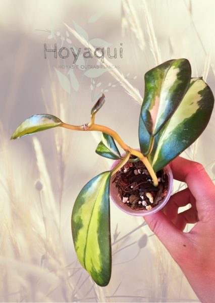 Hoya diversifolia ‘Maharani’