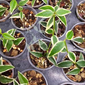 Hoya bella ‘Anneke Buis’ (outer variegated)