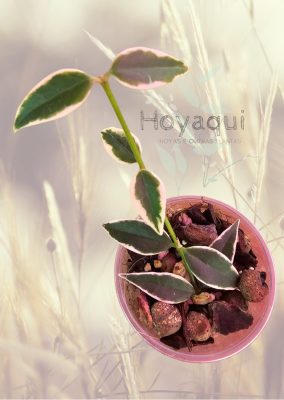 Hoya bella ‘Anneke Buis’ (outer variegated)