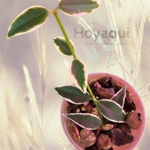 Hoya bella ‘Anneke Buis’ (outer variegated)