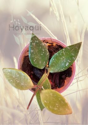 Hoya sp. Cianjur (splash)