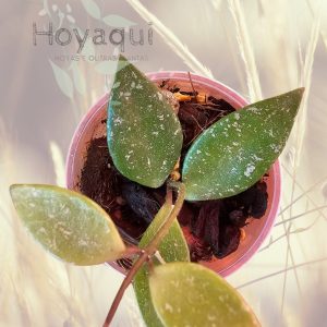 Hoya sp. Cianjur (splash)