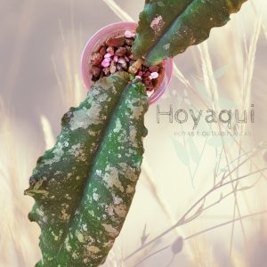 Planta 1