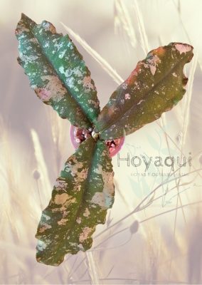 Hoya undulata (splash)