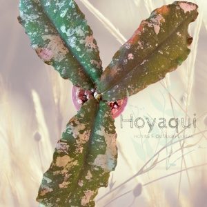 Hoya undulata (splash)