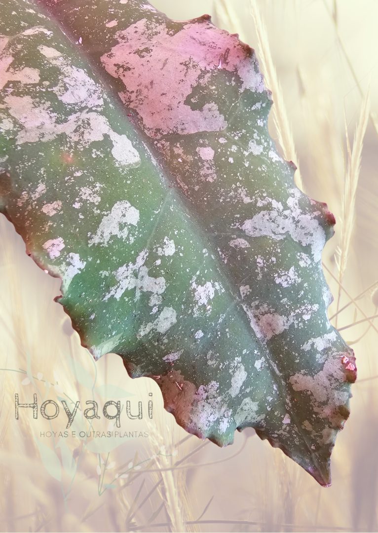 Hoya undulata (splash)