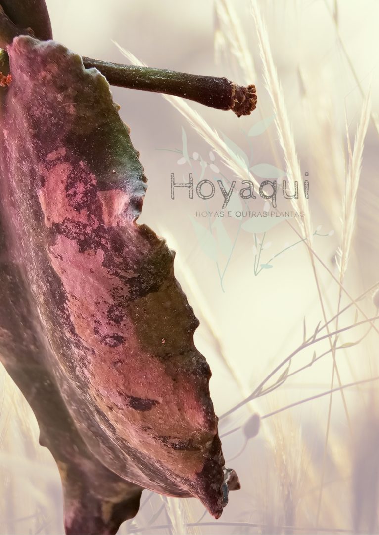 Hoya undulata (RED from Indonesia)