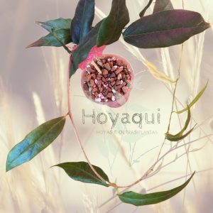 Hoya NS 11-159 paradisea