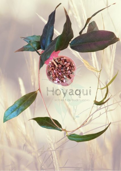 Hoya NS 11-159 paradisea