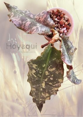Hoya undulata (RED from Indonesia)