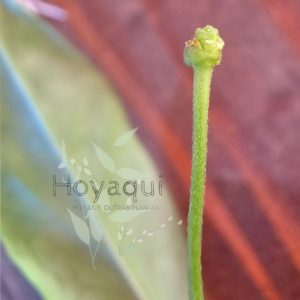 Hoya NS 11-159 paradisea