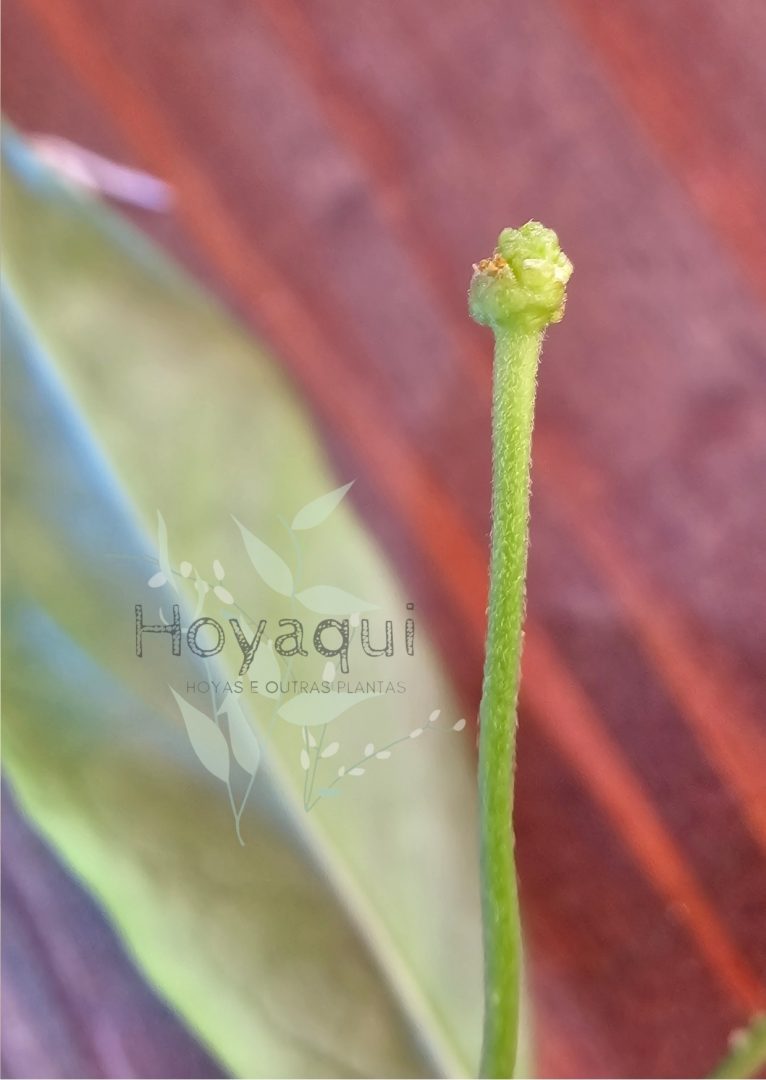 Hoya NS 11-159 paradisea