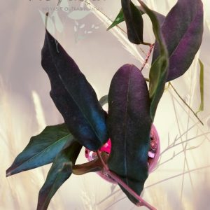Hoya NS 11-159 paradisea