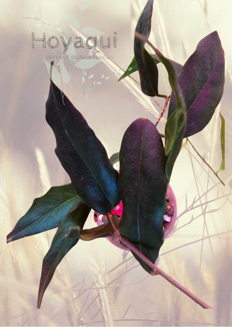 Hoya NS 11-159 paradisea