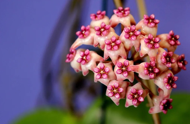 Sweet Scent
