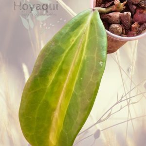 Planta 1