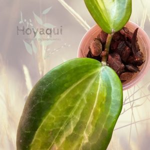 Planta 2
