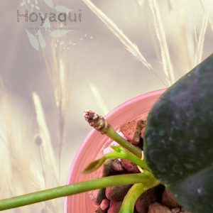 Hoya nyhuusiae
