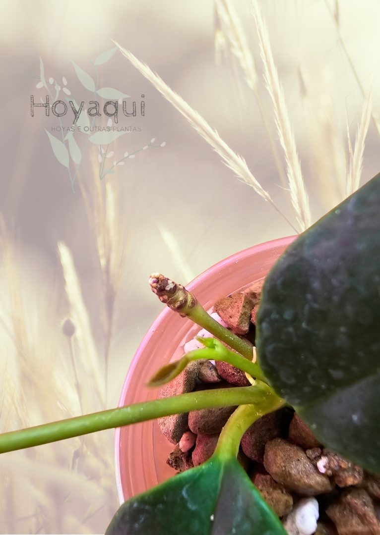 Hoya nyhuusiae