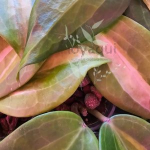 Hoya latifolia 'Wasabi'
