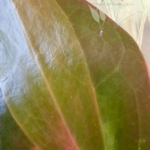 Hoya latifolia 'Wasabi'