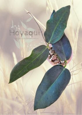 Hoya oreostemma (pink-white)
