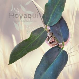 Hoya oreostemma (pink-white)