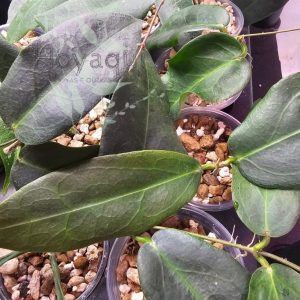 Hoya oreostemma (pink-white)