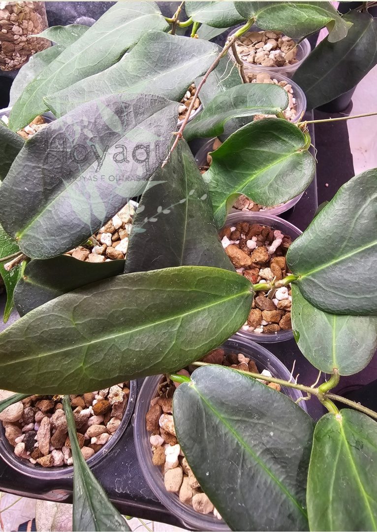 Hoya oreostemma (pink-white)