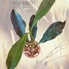 Hoya occultata red